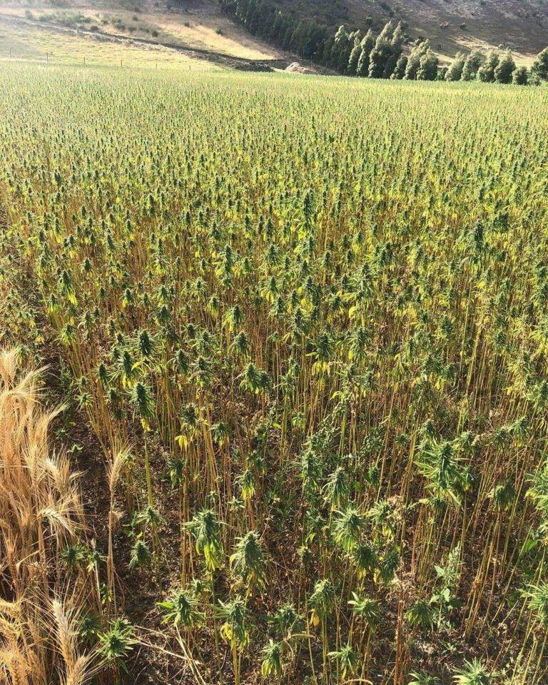 photo of hemp growing on a farm
